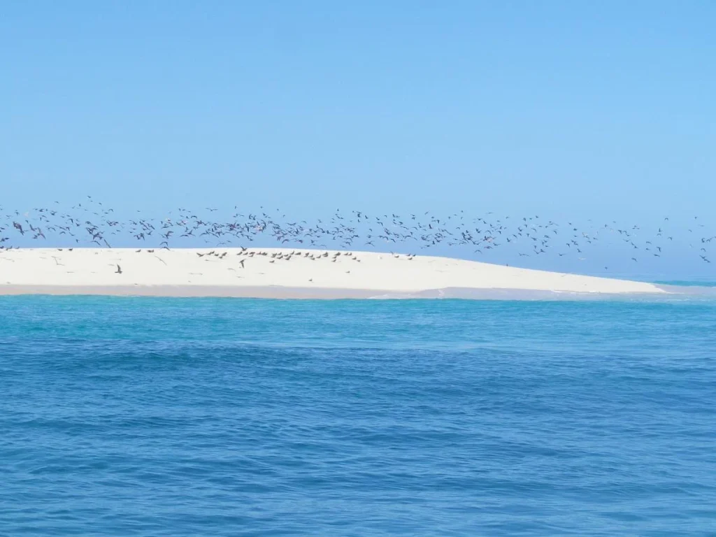 Praia de areia branca em Mayotte com aves voando sobre o mar azul