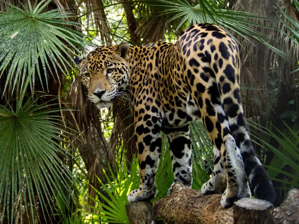 Onça-pintada em habitat natural na floresta tropical de Belize